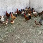 بيض بلدي للبيع