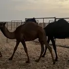 قعود لباني