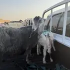 عنز عارضيه للبيع تحت تيس