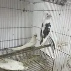 زوج كروان منتج شرط