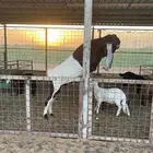 تيس هولندي معرف للبيع وانتاجه بالصور التيس طيب وانتاجه طيب