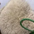 لباني شرط وتحدي