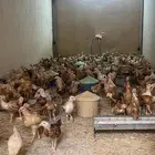 دجاج بلدي