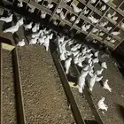 حمام فرنسي العمر شبب