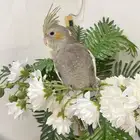 كروان اليف