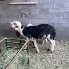 خروف نجدي توه ثنى و تيوس عوارض و خروف حري