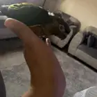 فرخ كنيور جرين شيك