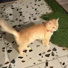قطة للبيع