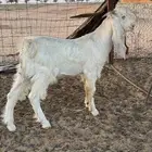 تيس مشروع فحل