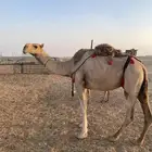 ناقه خلفه للبيع