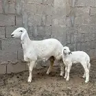 حريه خلفه تحتها طلي