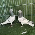 حمام باكستاني