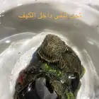 سمكه البيتا