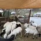 غنم رفيديات
