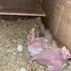 جوز كروان تحته ثلاثه فروخ