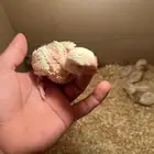 فراخ روز كروان غر