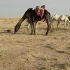 للبيع رحول ابل