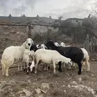 مقاني دفيع