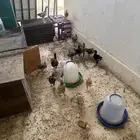 دجاج