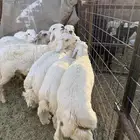 طليان وتيوس ذبايح نظيفه ع الشرط ( سلخ وتوصيل )