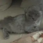 هيمالايا العمر شهرين