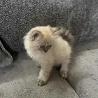 قط ذكر فصيلته شيرازي هيميلايه