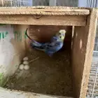 بادجي هوقو