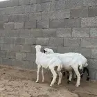 بهم مهجن