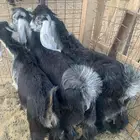 تيوس مغلقه شحم