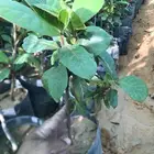 شتلات لوز حساوي او بجلي بحائل
