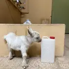 ماعز قزم صغير مره