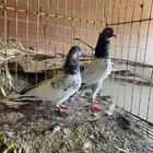حمام باكستاني