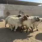 فحول أنعيم صنف اللبييع