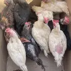 دجاج بياض