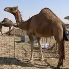 للبيع ناقه حايل