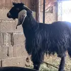 تيس عارضي فحل