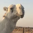 قعود ثني اوضح فاخر