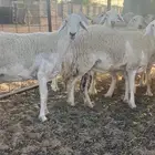 حريات حرش فاخرة