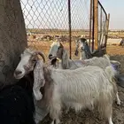 معزا عارضيه ولد معها4(تم البيع الله يبارك )