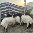نعيم للبيع