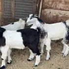 تيوس شحم