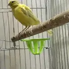 انثى كناري سوري جاهزة(تم البيع)