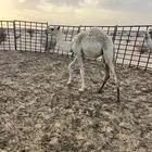 3 بكار طيبات