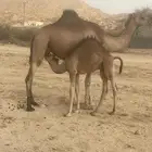 حشو للبيع