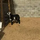 رخل نحديه