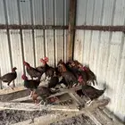 دياكه عربي اصيل