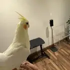 طير كوكتيل للبيع بالقفص