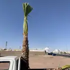 واشنطن مروحه نحيف