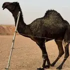 قعود مجهم طيب للبيع
