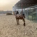 تيس